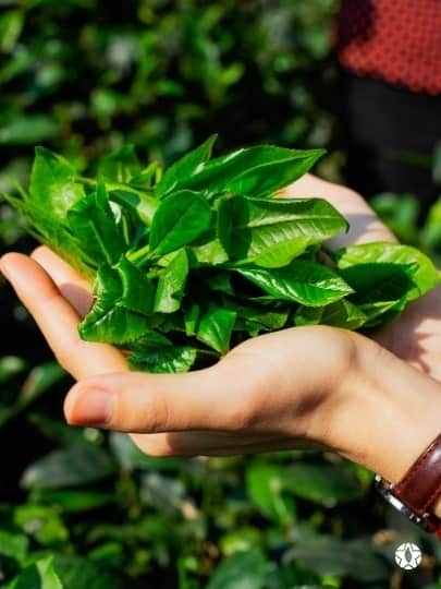 Le Thé Vert Vietnamien : le thé le plus populaire en 2022 ! | Thé Du Vietnam Thé vert de Thai Nguyen au nord du Vietnam, un des thés les plus populaires.