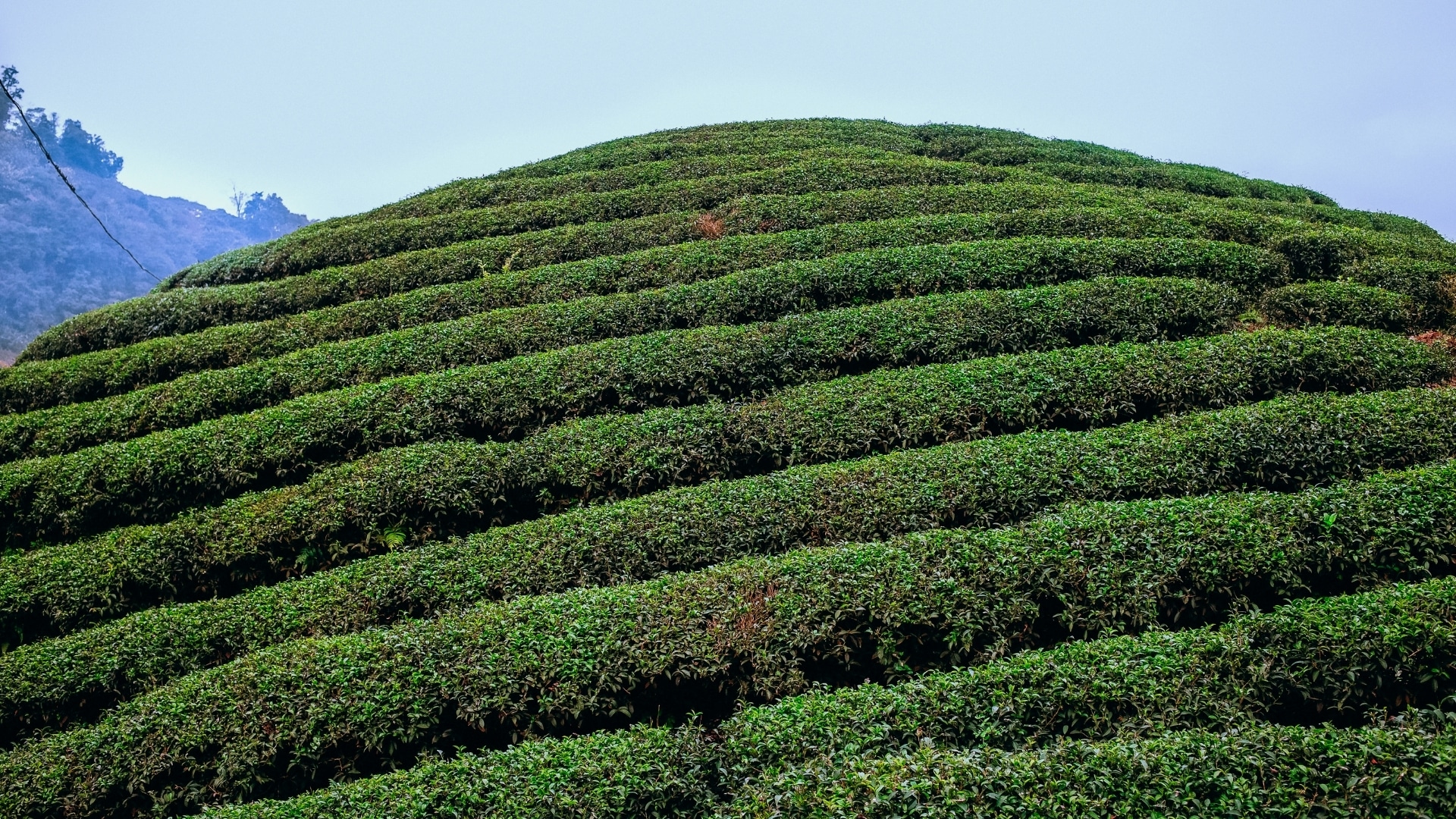 Moc Chau : Le véritable paradis du thé oolong Vietnamien | Thé Du Vietnam general background the du vietnam offre nouveaux thes 2018 19 | Thé Du Vietnam