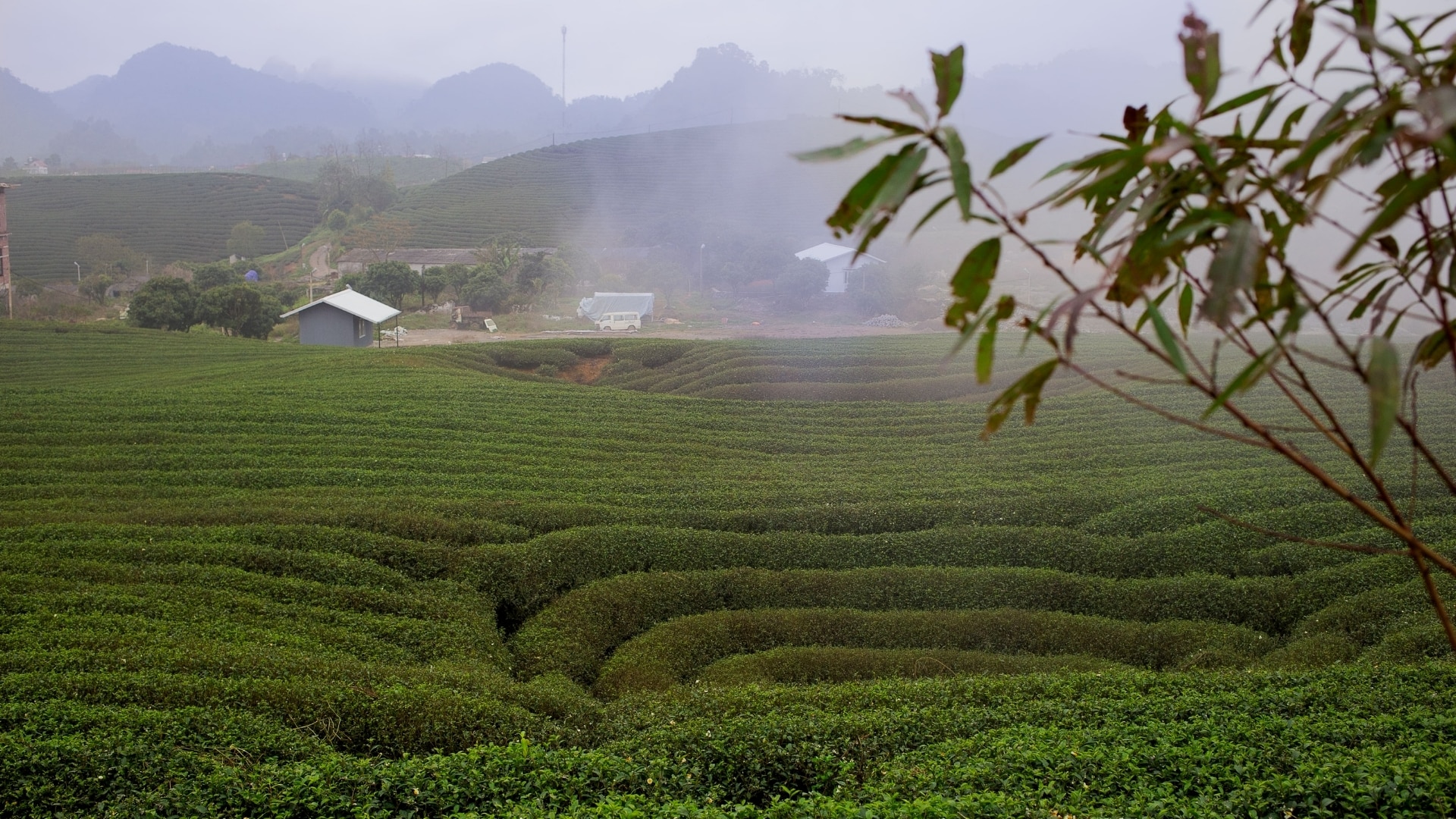 general background the du vietnam offre nouveaux thes 2018 42 | Thé Du Vietnam