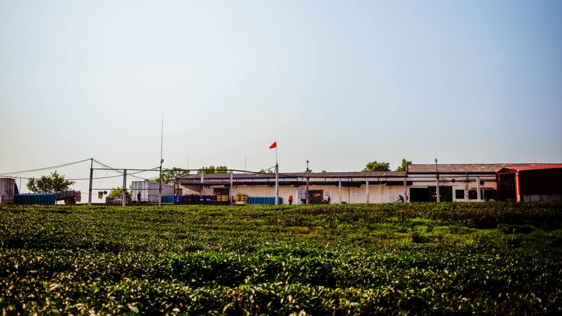 general background the du vietnam offre nouveaux thes 2018 62 | Thé Du Vietnam