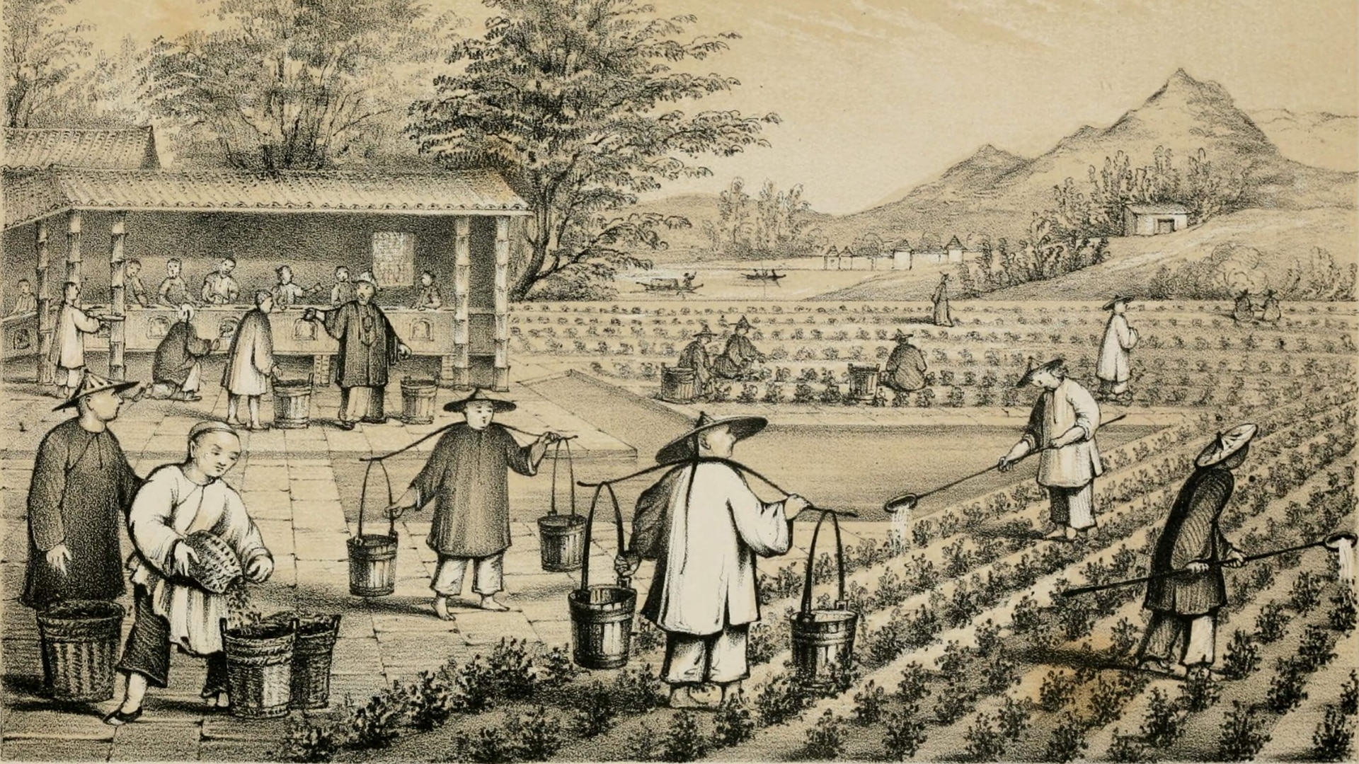 general background the du vietnam offre nouveaux thes 2018 63 | Thé Du Vietnam