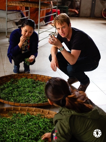 Dégustation de notre thé rouge Bio, le HOÀNG SU PHÌ DO CUEILLETTE IMPÉRIALE. | Thé Du Vietnam blog thumbnail the du vietnam thes rares thes vietnamiens tea teas | Thé Du Vietnam