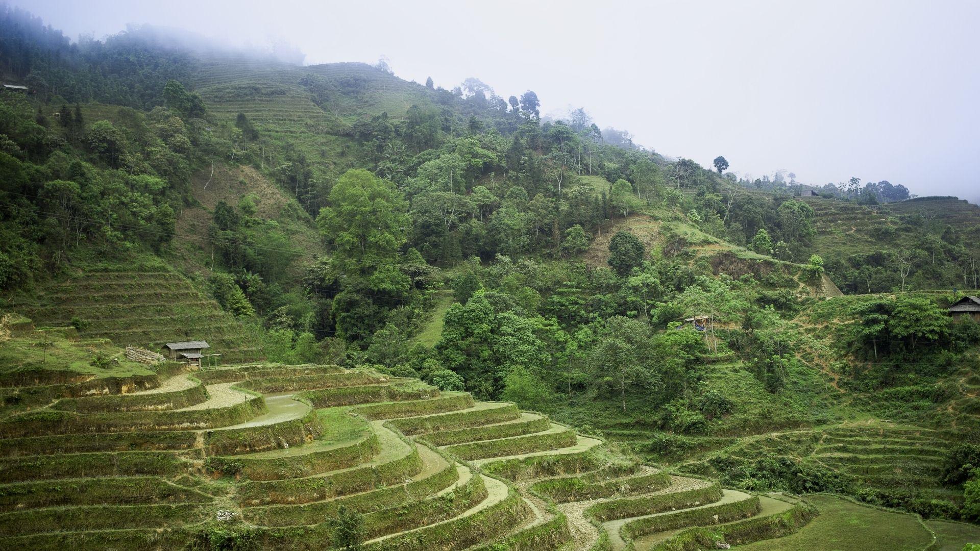 general background the du vietnam offre nouveaux thes 2018 1 | Thé Du Vietnam