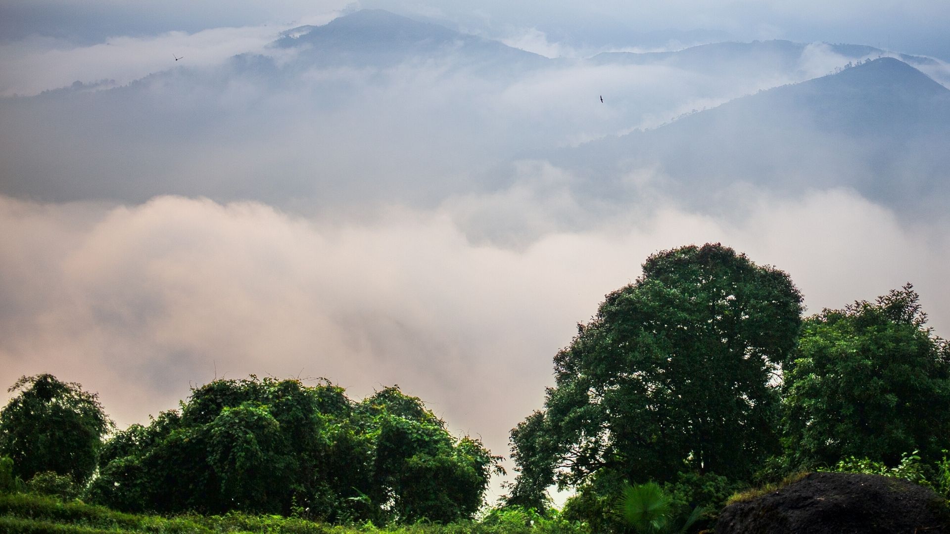 general background the du vietnam offre nouveaux thes 2018 | Thé Du Vietnam