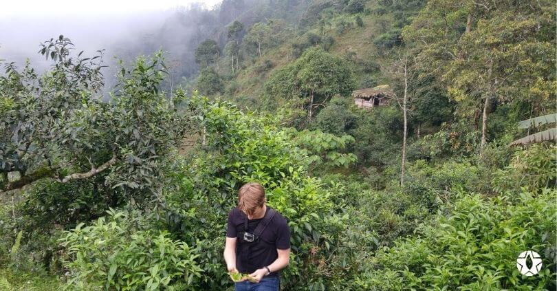 blog the du vietnam thes rares thes vietnamiens tea teas 1 | Thé Du Vietnam