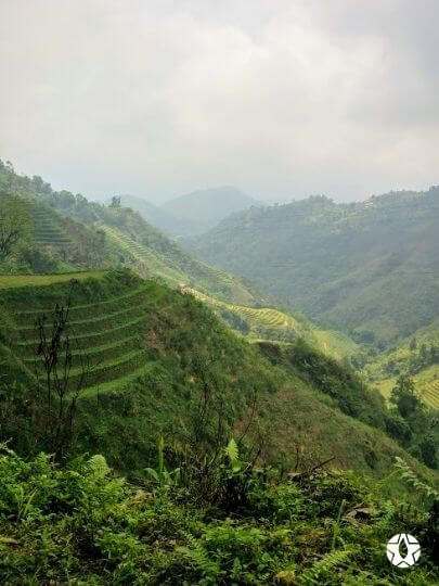 blog thumbnail the du vietnam thes rares thes vietnamiens tea teas 1 | Thé Du Vietnam