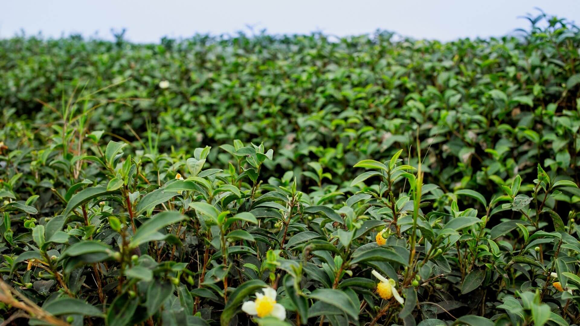 general background the du vietnam offre nouveaux thes 2018 6 1 | Thé Du Vietnam