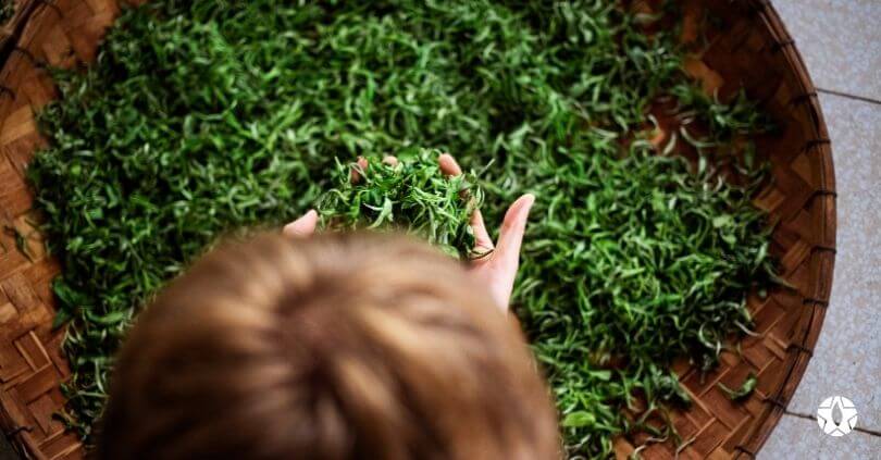 blog the du vietnam thes rares thes vietnamiens tea teas 1 | Thé Du Vietnam