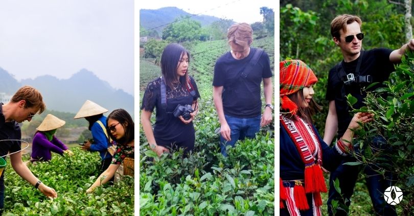 blog the du vietnam thes rares thes vietnamiens tea teas 2 | Thé Du Vietnam