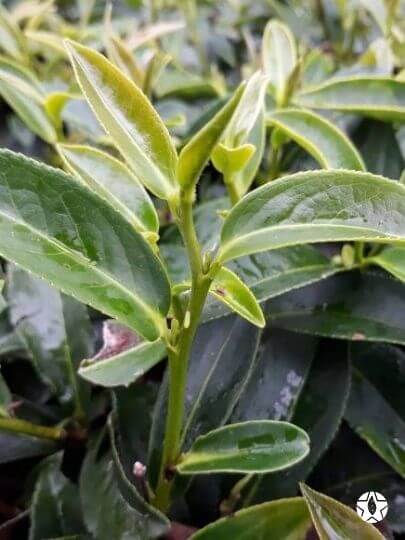 blog thumbnail the du vietnam thes rares thes vietnamiens tea teas 2 1 | Thé Du Vietnam