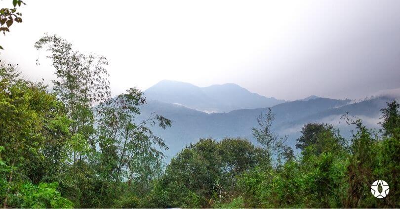blog the du vietnam thes rares thes vietnamiens tea teas 2 1 | Thé Du Vietnam