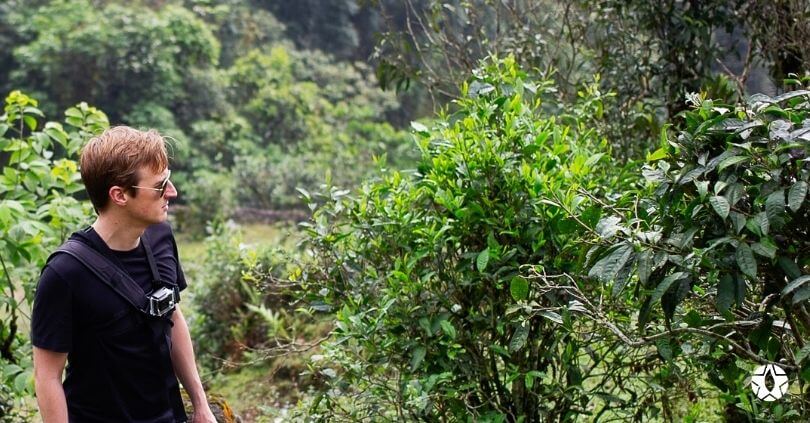 blog the du vietnam thes rares thes vietnamiens tea teas 3 1 | Thé Du Vietnam