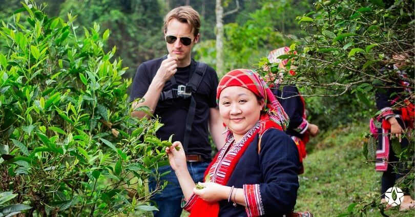 blog the du vietnam thes rares thes vietnamiens tea teas 5 2 | Thé Du Vietnam