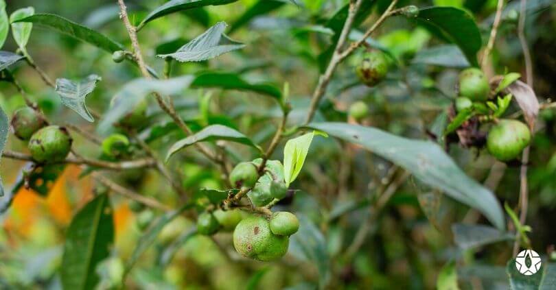 blog the du vietnam thes rares thes vietnamiens tea teas 6 2 | Thé Du Vietnam