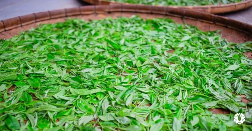 blog the du vietnam thes rares thes vietnamiens tea teas 7 1 | Thé Du Vietnam