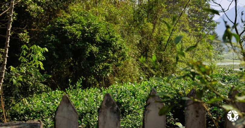blog the du vietnam thes rares thes vietnamiens tea teas 1 2 | Thé Du Vietnam