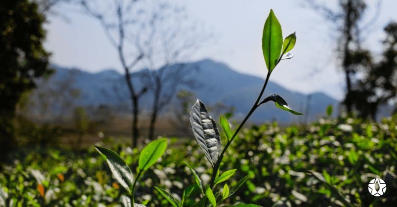 blog the du vietnam thes rares thes vietnamiens tea teas 1 1 1 | Thé Du Vietnam