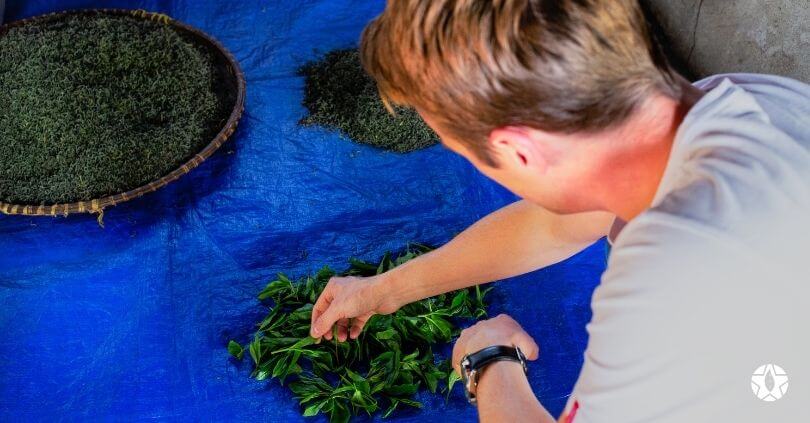 blog the du vietnam thes rares thes vietnamiens tea teas 1 | Thé Du Vietnam