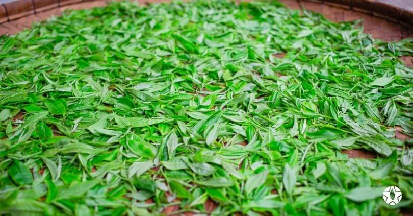 blog the du vietnam thes rares thes vietnamiens tea teas 2 1 | Thé Du Vietnam
