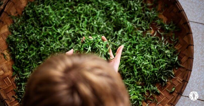 blog the du vietnam thes rares thes vietnamiens tea teas 3 1 | Thé Du Vietnam