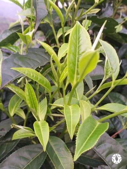 blog thumbnail the du vietnam thes rares thes vietnamiens tea teas 2 | Thé Du Vietnam