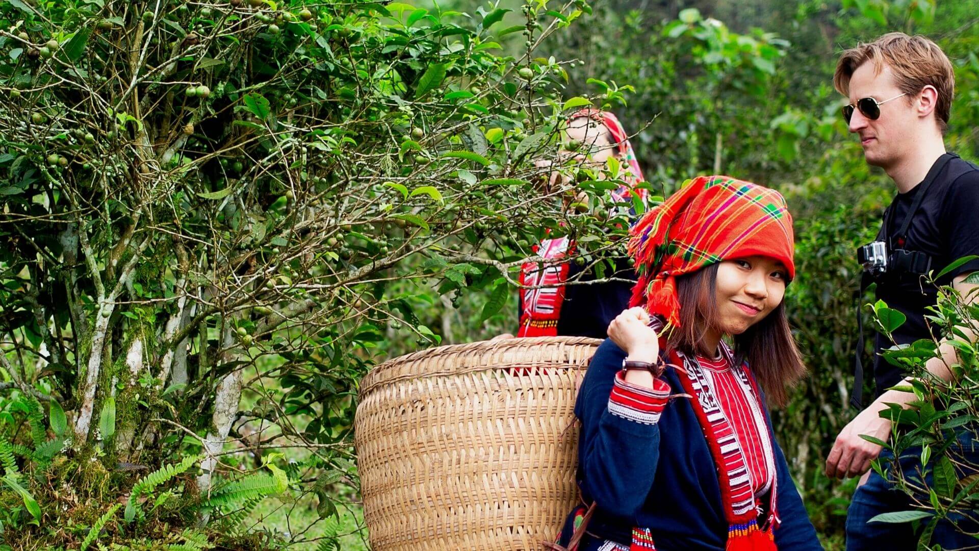 general background the du vietnam offre nouveaux thes 2018 2 1 | Thé Du Vietnam