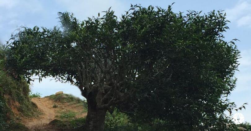 blog the du vietnam thes rares thes vietnamiens tea teas 1 | Thé Du Vietnam