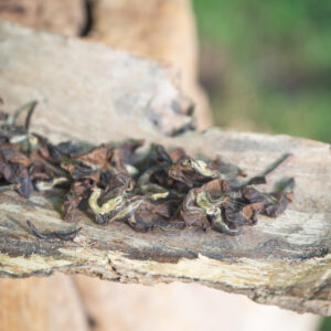 Thé Oolong ĐÔNG PHƯƠNG MỸ NHÂN CUEILLETTE IMPÉRIALE AUTOMNE 2023