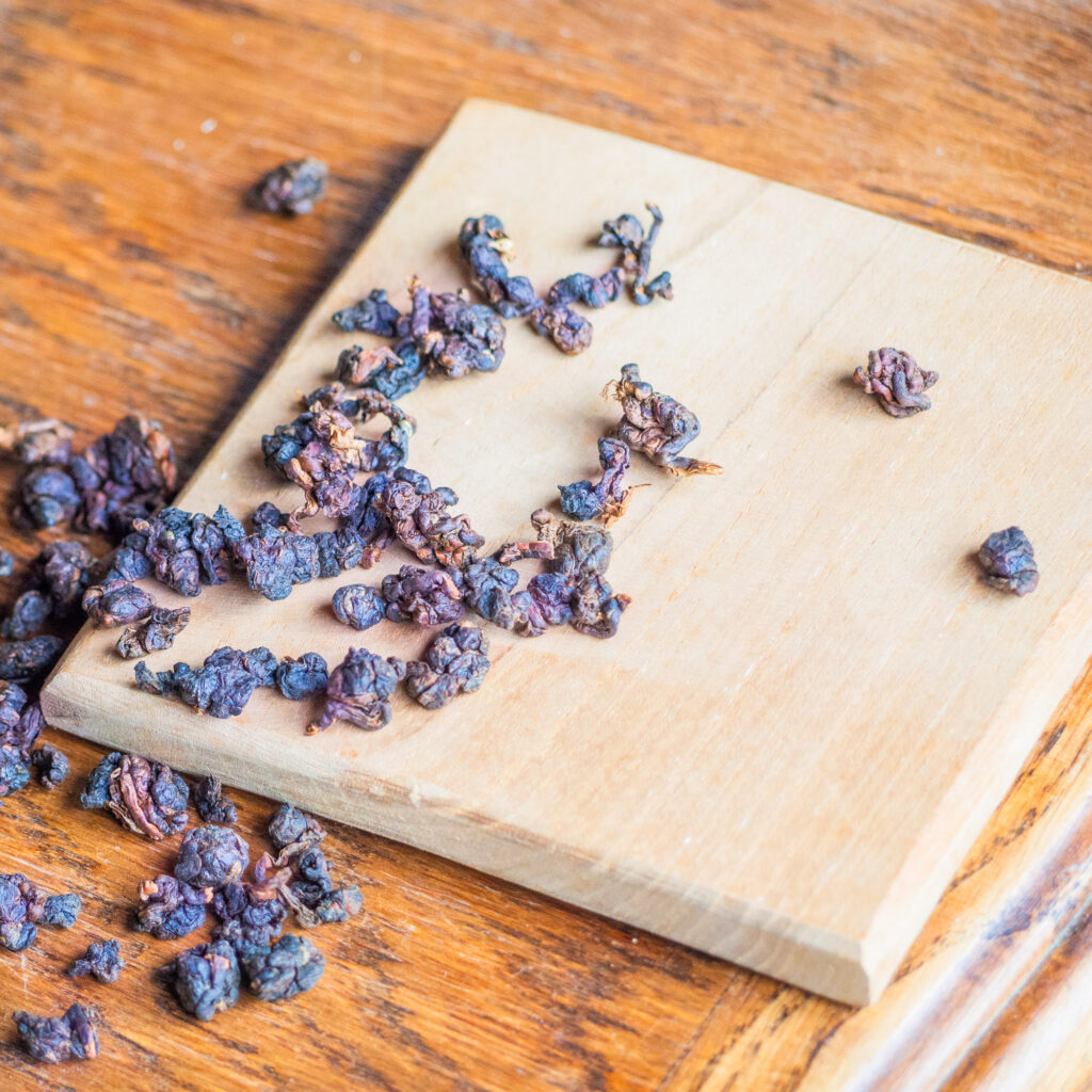 Thé Oolong Rare GABA Cueillette d'Automne 2024 | Thé Du Vietnam Thé Oolong Rare GABA Cueillette d’Automne 2024