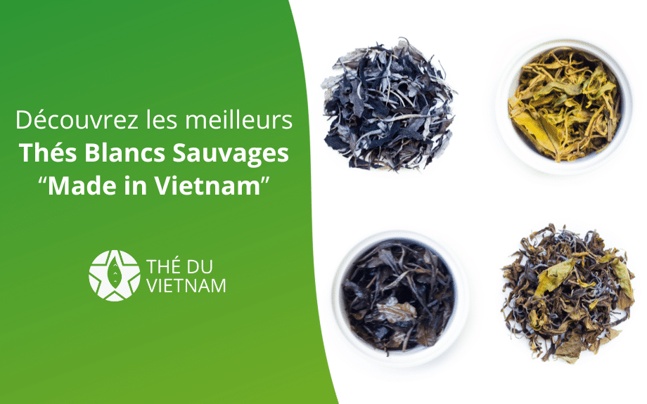 new blog hero picture 2023 16 | Thé Du Vietnam