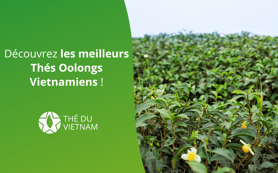 Découvrez les meilleurs Thés Oolongs Vietnamiens ! | Thé Du Vietnam new blog hero picture 2023 3 1 | Thé Du Vietnam