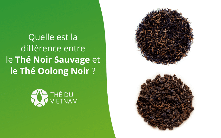 Quelle est la différence entre le Thé Noir Sauvage et le Thé Oolong Noir ? | Thé Du Vietnam Quelle est la différence entre le Thé Noir Sauvage et le Thé Oolong Noir ?
