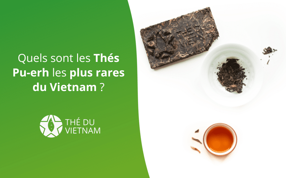 Quels sont les Thés Pu-erh les plus rares du Vietnam ? | Thé Du Vietnam Quels sont les Thés Pu-erh les plus rares du Vietnam ?