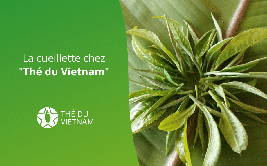 new blog hero picture 2023 9 | Thé Du Vietnam