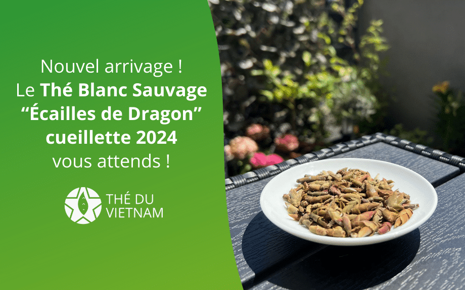 new blog hero picture 2023 1 | Thé Du Vietnam