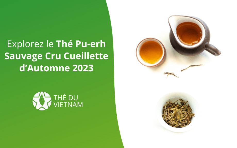 new blog hero picture 2023 1 | Thé Du Vietnam